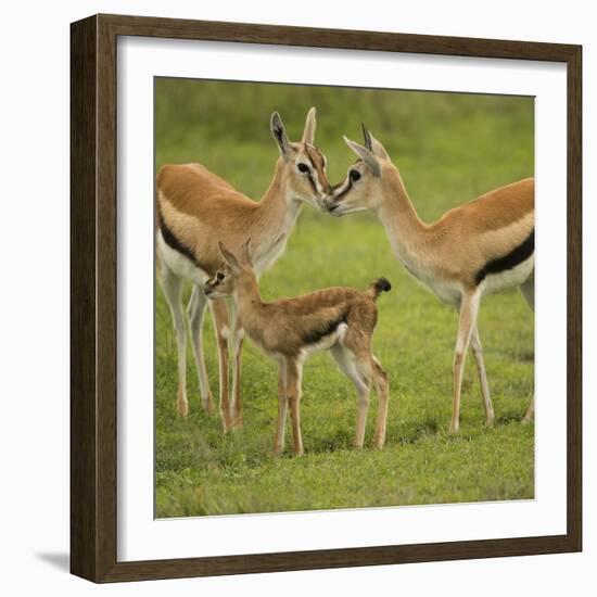 Thompson's Gazelle with Young-Joe McDonald-Framed Photographic Print