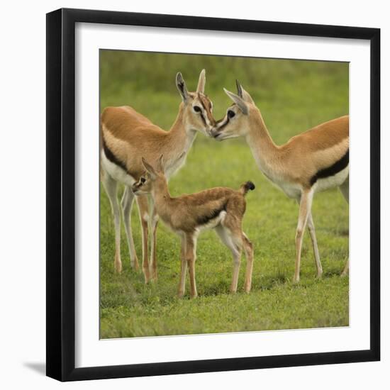 Thompson's Gazelle with Young-Joe McDonald-Framed Photographic Print