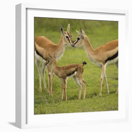 Thompson's Gazelle with Young-Joe McDonald-Framed Photographic Print