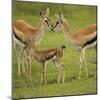 Thompson's Gazelle with Young-Joe McDonald-Mounted Photographic Print