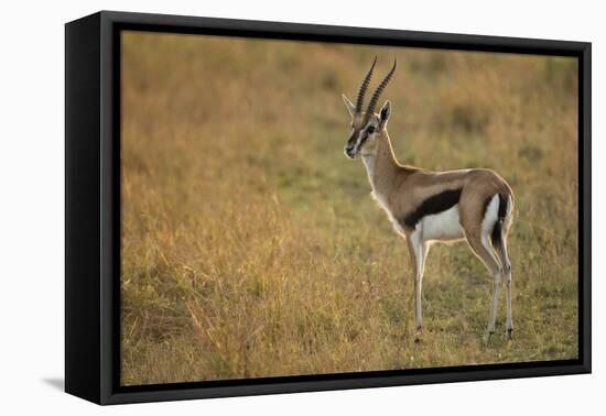 Thompson's Gazelle-Joe McDonald-Framed Premier Image Canvas