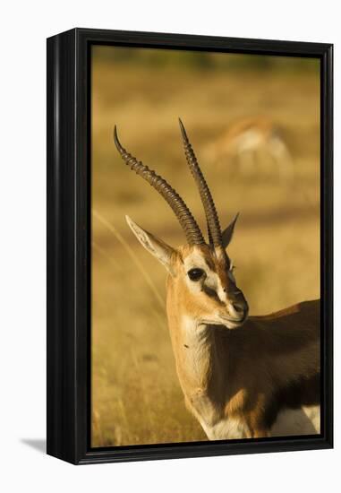 Thompson's Gazelle-Joe McDonald-Framed Premier Image Canvas