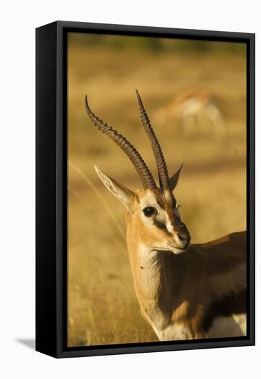 Thompson's Gazelle-Joe McDonald-Framed Premier Image Canvas