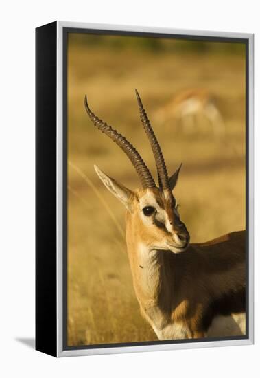 Thompson's Gazelle-Joe McDonald-Framed Premier Image Canvas