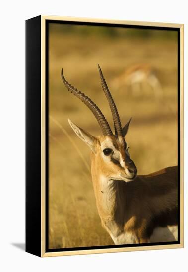 Thompson's Gazelle-Joe McDonald-Framed Premier Image Canvas