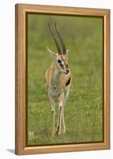 Thompson's Gazelle-Joe McDonald-Framed Premier Image Canvas