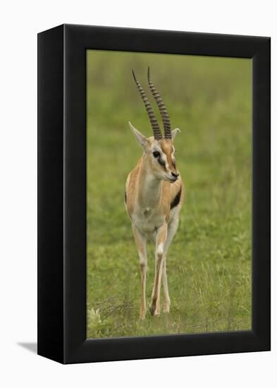 Thompson's Gazelle-Joe McDonald-Framed Premier Image Canvas