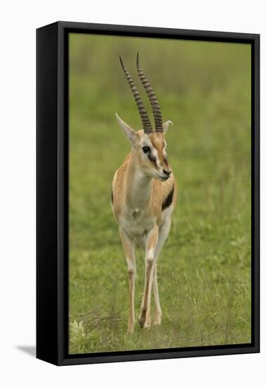 Thompson's Gazelle-Joe McDonald-Framed Premier Image Canvas