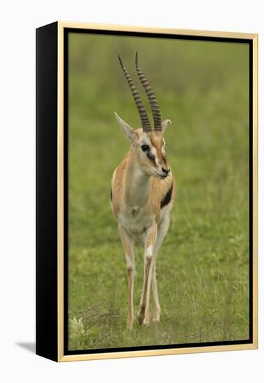 Thompson's Gazelle-Joe McDonald-Framed Premier Image Canvas