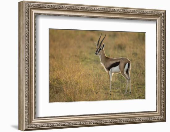 Thompson's Gazelle-Joe McDonald-Framed Photographic Print