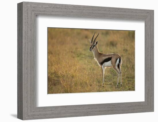 Thompson's Gazelle-Joe McDonald-Framed Photographic Print