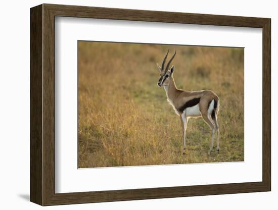 Thompson's Gazelle-Joe McDonald-Framed Photographic Print