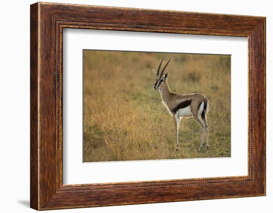 Thompson's Gazelle-Joe McDonald-Framed Photographic Print