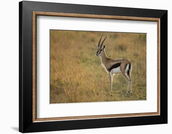 Thompson's Gazelle-Joe McDonald-Framed Photographic Print