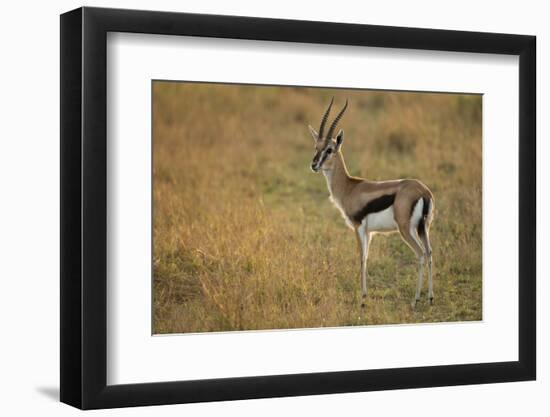 Thompson's Gazelle-Joe McDonald-Framed Photographic Print