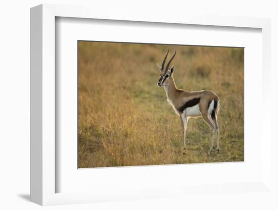 Thompson's Gazelle-Joe McDonald-Framed Photographic Print