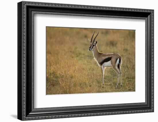 Thompson's Gazelle-Joe McDonald-Framed Photographic Print