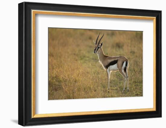 Thompson's Gazelle-Joe McDonald-Framed Photographic Print