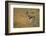 Thompson's Gazelle-Joe McDonald-Framed Photographic Print