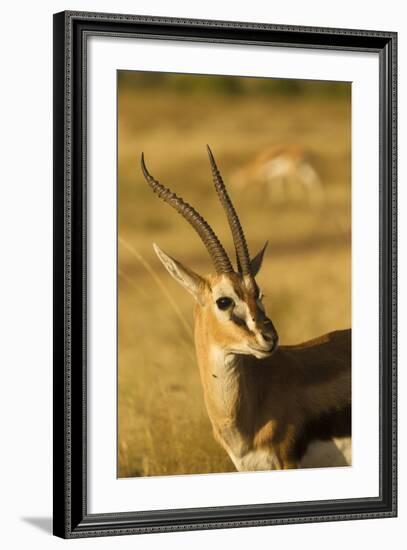 Thompson's Gazelle-Joe McDonald-Framed Photographic Print