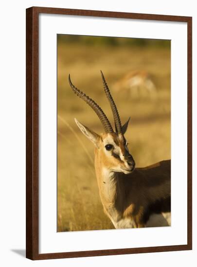 Thompson's Gazelle-Joe McDonald-Framed Photographic Print