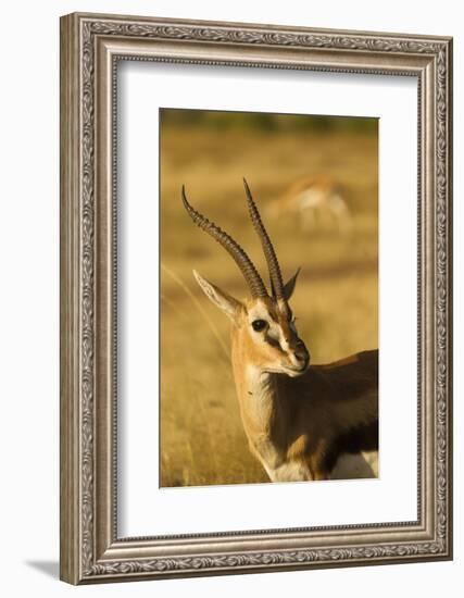 Thompson's Gazelle-Joe McDonald-Framed Photographic Print