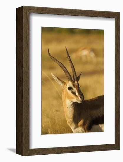 Thompson's Gazelle-Joe McDonald-Framed Photographic Print