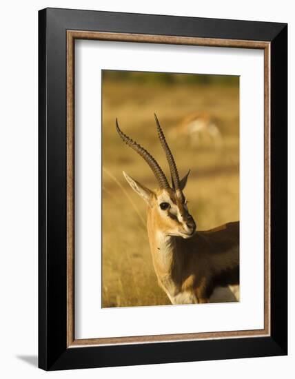 Thompson's Gazelle-Joe McDonald-Framed Photographic Print