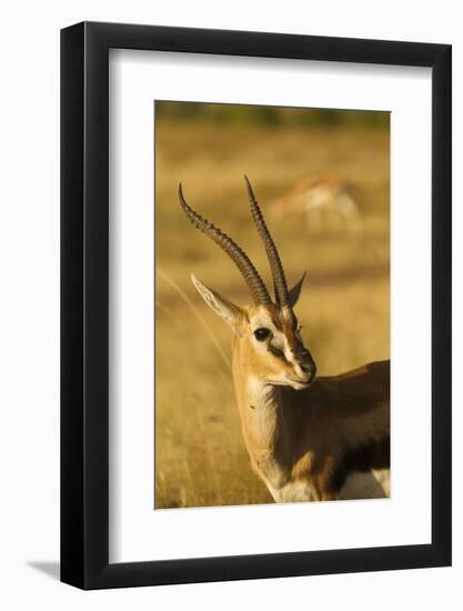 Thompson's Gazelle-Joe McDonald-Framed Photographic Print