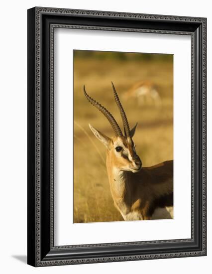 Thompson's Gazelle-Joe McDonald-Framed Photographic Print