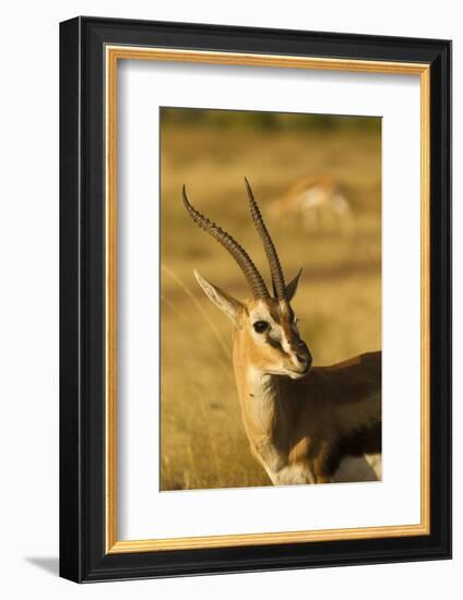 Thompson's Gazelle-Joe McDonald-Framed Photographic Print