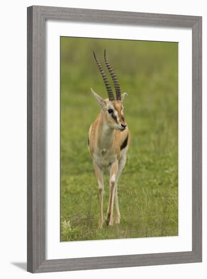 Thompson's Gazelle-Joe McDonald-Framed Photographic Print