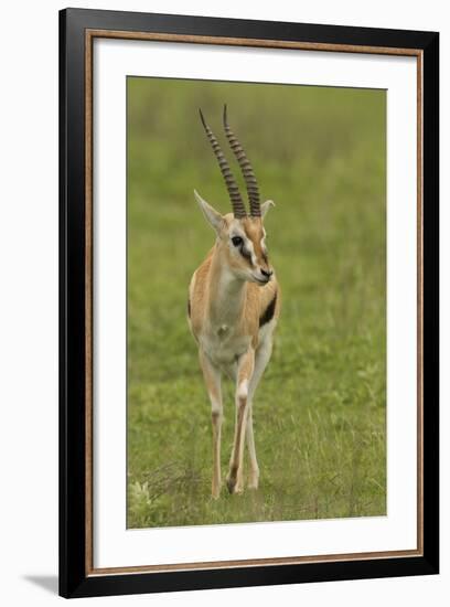 Thompson's Gazelle-Joe McDonald-Framed Photographic Print