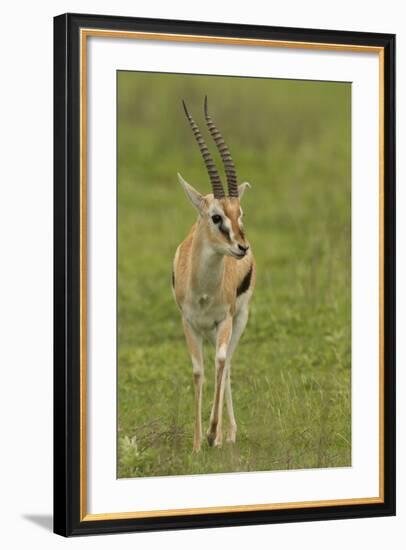 Thompson's Gazelle-Joe McDonald-Framed Photographic Print