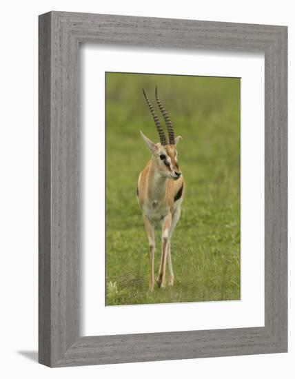 Thompson's Gazelle-Joe McDonald-Framed Photographic Print