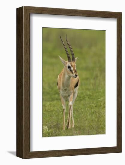 Thompson's Gazelle-Joe McDonald-Framed Photographic Print