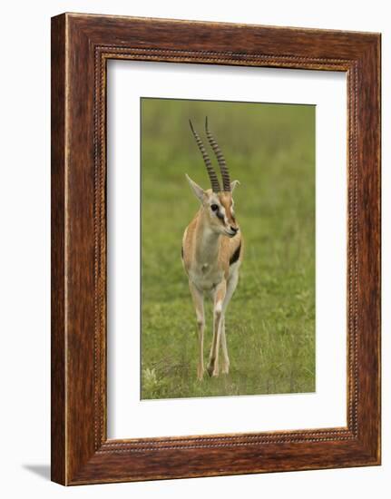 Thompson's Gazelle-Joe McDonald-Framed Photographic Print