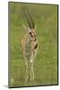 Thompson's Gazelle-Joe McDonald-Mounted Photographic Print