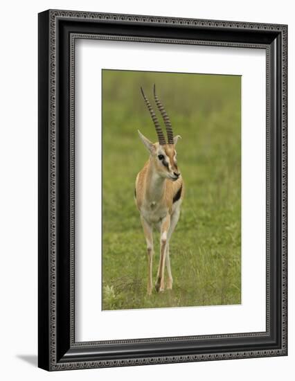 Thompson's Gazelle-Joe McDonald-Framed Photographic Print