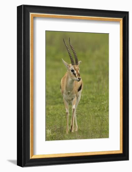 Thompson's Gazelle-Joe McDonald-Framed Photographic Print