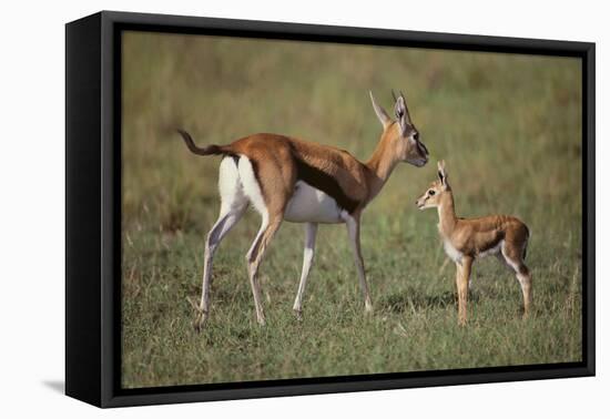 Thomson's Gazelle and Young-DLILLC-Framed Premier Image Canvas