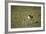 Thomson's Gazelle and Young-DLILLC-Framed Photographic Print