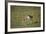 Thomson's Gazelle and Young-DLILLC-Framed Photographic Print
