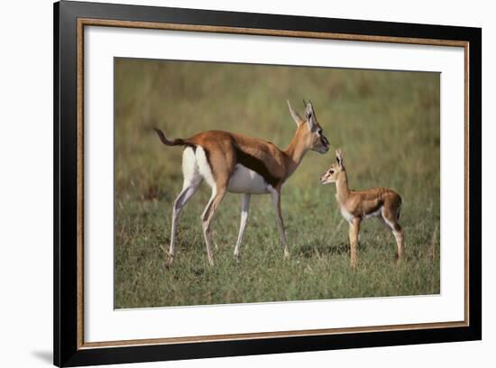 Thomson's Gazelle and Young-DLILLC-Framed Photographic Print