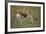 Thomson's Gazelle and Young-DLILLC-Framed Photographic Print