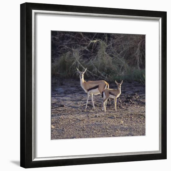 Thomson's Gazelle and Young-DLILLC-Framed Photographic Print