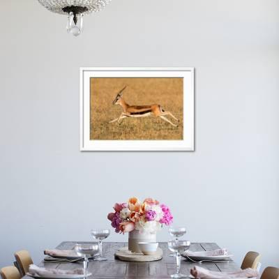 Thomson's gazelle (Eudorcas thomsonii) running, Tanzania' Photographic  Print | Art.com