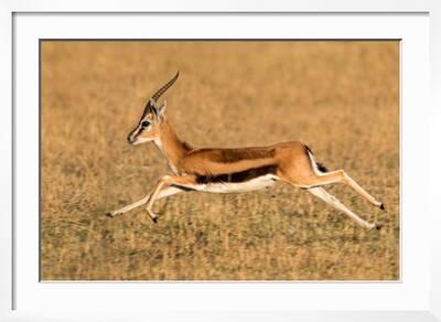Thomson's gazelle (Eudorcas thomsonii) running, Tanzania' Photographic  Print 