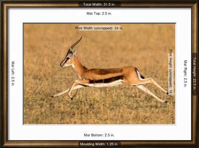 Thomson S Gazelle Eudorcas Thomsonii Running Tanzania Photographic Print Art Com Thomson S Gazelle Eudorcas Thomsonii Running Tanzania Photographic Print Art Com