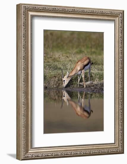 Thomson's Gazelle (Gazella Thomsonii) Buck Drinking with Reflection-James Hager-Framed Photographic Print